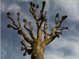 Pollarding Trees - HubPages