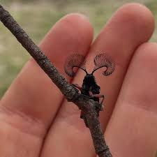 Image result for Buchnera cryptocephala