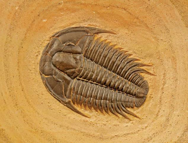 Extinction | Definition & Examples | Britannica