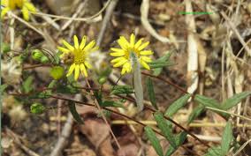 Image result for Pentanema indicum