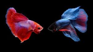 White spot adalah jenis penyakit yang sangat cepat menular pada ikan lainnya. Ternyata Cara Mengawinkan Ikan Cupang Mudah Lho