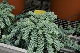 Le piante grasse pendenti sono specie vegetali impiegate a scopo ornamentale. Piante Grasse Pendenti Piante Grasse Piante Grasse Pendenti Coltivazione