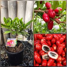 Image result for Synsepalum