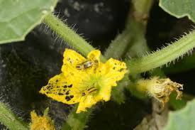 Image result for thrips damage on cucumber