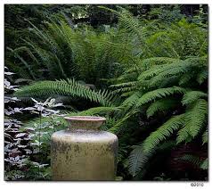 Polystichum Munitum Western Sword Fern Under Cedars Obscuring Children S Secret Play Area Shade Garden Plants Ferns Garden Sword Fern