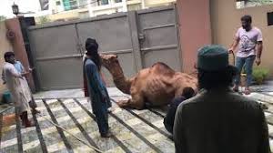Camel qurbani muhammad khawar khan 2015 eid ul adha. Camel Qurbani Part 1 2019 Eid E Qurban Ø¯ÛŒØ¯Ø¦Ùˆ Dideo