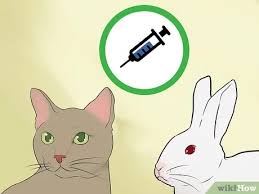 When introduced to each other in the right conditions if you would like to keep both a pet cat and rabbit, the best time to have them meet is when they are both babies. How To Keep A Rabbit And A Cat 13 Steps With Pictures Wikihow Pet