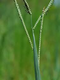 Image result for Paspalum