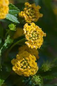 Chicago Botanic Garden Lantana Lantana Camara Yellow Plants