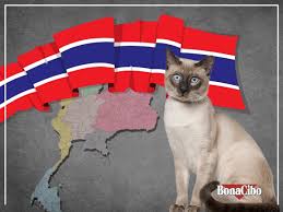 Tayland Dilindeki Adi Wichien Maat Olan Siyam Kedileri Guneydogu Asya Da Gorulen Bir Cins Kedi Oldugu Icin Isimlerini Siyam Dan Alirlar Bi In 2020 Dog Cat Cats Dogs