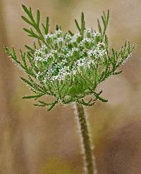 Image result for Agrocharis