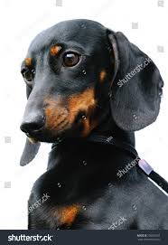 Image result for sedmihradský honič