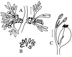 Image result for Podostemaceae