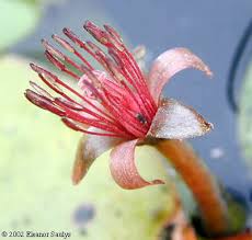 Image result for Brasenia