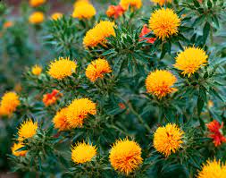 Safflower False Saffron Carthamus Tinctorius Southern Living Southern Living