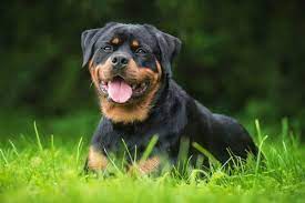 Macar, kırma rottweiler cinsleri gibi konuları derledik. Rottweiler Die Typischen Charakterzuge Herz Fuer Tiere De
