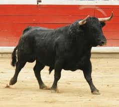 Hay Ganaderos Que Estan Haciendo Abdicar Al Rey De La Fiesta Toros De Lidia Toros Toros Bravos