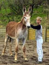 8 Donkeys Ideas Donkey Horses Animals
