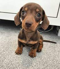 Pin By Beth B On Perros Salchichas Dachshund Puppies Dachshund Pets Dachshund Puppy Miniature