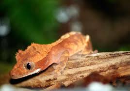 We are happy to answer any questions you have about your purchase and crested gecko breeding. What To Look For In A Crested Gecko For Sale Crested Gecko Care