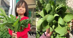 Boleh berikan ubat demam paracetamol dengan dos yang. Apa Nak Buat Kalau Si Manja Kena Demam Campak Perkongsian Wanita Ini Mungkin Dapat Membantu Nona