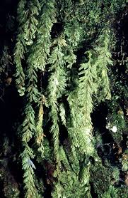 Image result for Hymenophyllum capillare