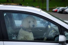 Maybe you would like to learn more about one of these? What Should You Do If You See A Dog Locked In A Car During Hot Weather