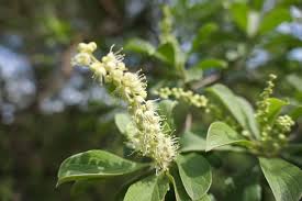 Image result for Terminalia phanerophlebia