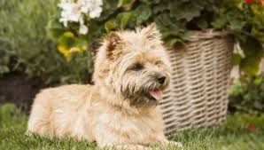 Image result for cairn teriér