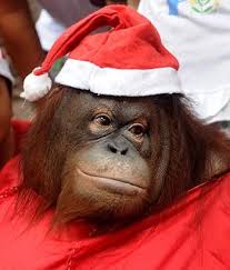 Zoo Animals Wishing You And Yours A Merry Christmas Christmas Animals Animals Pet Pigs