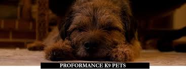 Pet friendly hotels in rochester rochester hotels with pools. Dog Boarding And Training In Rochester New York Dog Training Rochester New York