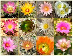 What are the colors of flowers. What Color Are Cactus Flowers Brian Loflin Natural Science Photography