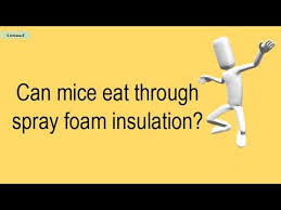 Food scraps or wrappings left behind mice most prefer to eat cereal grains and plants, but they will feed on almost anything. Can Mice Eat Through Spray Foam Insulation Youtube