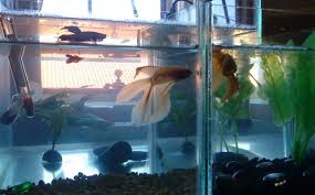 Betta Fish Not Eating Pellets Vang Bettas