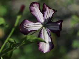 2.4 out of 5 stars 16. Clematis Dark Eyes Clematis Viticella Dark Eyes Baumschule Horstmann