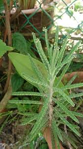 Image result for Bryophyllum tubiflorum