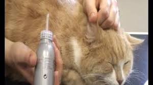 After the quick massage, open her ear back up and gently remove any fluid, wax, or discharge. How To Clean Your Cat S Ears 11 Steps With Pictures Wikihow Pet