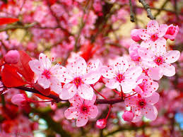 We did not find results for: Gambar Bunga Sakura Jepang Indah Cantik Gambar Bunga