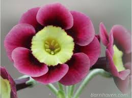 Pippin Primula Auricula Unusual Flowers Spring Roses