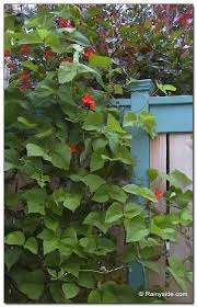 Image result for Phaseolus coccineus