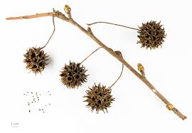 We did not find results for: Wild Georgia Sweetgum Tree Is Valuable For Wildlife