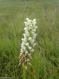 Image result for Satyrium trinerve
