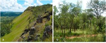 Image result for Crepidorhopalon tenuis