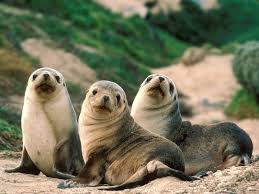 L'utilisation personnelle est gratuite ! Fonds D Ecran Animaux Sauvages Maximumwallhd