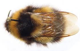Image result for Bombus hyperboreus