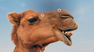 Camels do not live in the sahara. Remove Spots Objects And People From Your Photos Adobe Photoshop Tutorials