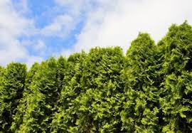 Find the perfect evergreen shrub and have it shipped directly to your doorstep from the nursery! Best Shrubs For Privacy Lovetoknow