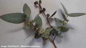 Once your silver dollar eucalyptus tree order is placed, we will ship your plant(s) within seven business days year round unless during the checkout process you request. Eucalyptus Plant Care Growing Guide And Uses Of The Leaves
