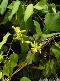 Image result for Rhynchosia viscosa