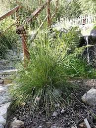 Image result for Festuca